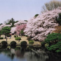 2005-04-09 新宿御苑 桜と庭園<br>桜