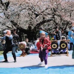 2005-04-07 小金井公園 桜とお囃子<br>桜とお囃子