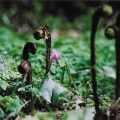 2005-04-09 神代植物園 カタクリ<br>井の頭公園の染井吉野桜 神代寺植物園のシダレ桜とカタクリ