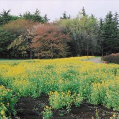 2005-04-12 小金井公園 菜の花と桜<br>小金井公園の1本桜と菜の花入で