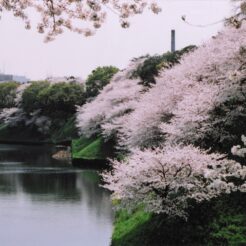 2005-04-08 千鳥ヶ淵 満開の桜<br>六義園のかへりに新宿御苑デ 早咲きのシダレ桜と白レンの花