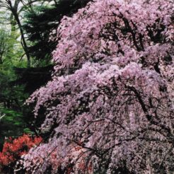 2005-04-08 新宿御苑 枝垂れ桜<br>六義園のかへりに新宿御苑デ 早咲きのシダレ桜と白レンの花