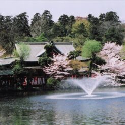 2005-04-09 井の頭公園 池と噴水と桜<br>桜