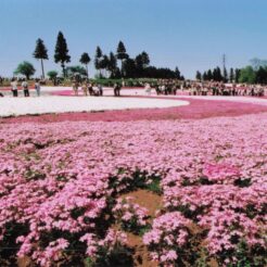 2005-05-03 埼玉県秩父市 羊山公園 芝桜の丘 全景<br>秩父羊山公園芝桜の丘 新緑風景 芝桜満開