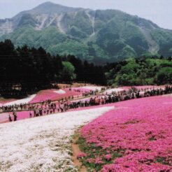 2005-05-03 埼玉県秩父市 羊山公園 芝桜の丘 武甲山と満開の芝桜・人々<br>秩父羊山公園芝桜の丘 新緑風景 芝桜満開