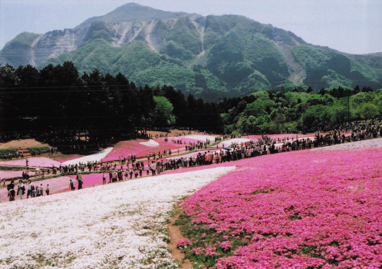 芝桜