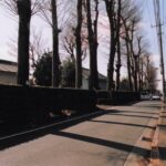 街路樹