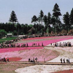 2005-05-03 埼玉県秩父市 羊山公園 芝桜の丘 満開と人出<br>秩父羊山公園芝桜の丘 新緑風景 芝桜満開