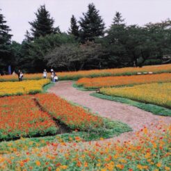 2005-10-21 昭和記念公園 コスモス<br>昭和記念公園でコスモス ススキ ツワブキ