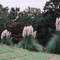 2005-10-21 昭和記念公園 パンパスグラス（シロガネヨシ）<br>昭和記念公園でコスモス ススキ ツワブキ