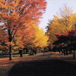 2005-11-23 小金井公園 夕陽と紅葉した木々<br>小金井公園のモミジ イチョウ