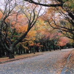 2005-11-23 小金井公園 道と紅葉した木々<br>小金井公園のモミジ イチョウ