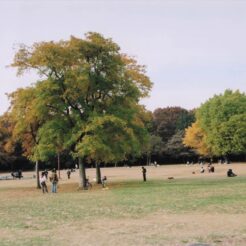 2005-11-23 小金井公園 広場と紅葉した木<br>小金井公園のモミジ イチョウ