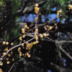 2006-01-30 小金井公園 ロウバイの枝<br>蝋梅