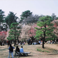 2006-02-28 春の小金井公園<br>小金井公園
