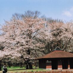 2006-03-31 小金井公園 桜 （COTAと撮影）<br>小金井公園の九分咲きの桜と。井の頭公園の九分咲き桜