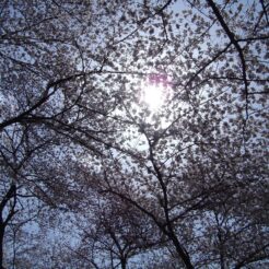 2006-03-31 10-39-42小金井公園の桜と空<br>桜が満開の時におじいちゃんと訪れた