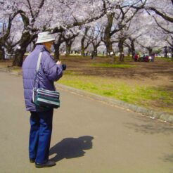 2006-03-31 10;46 小金井公園とおじいちゃん<br>小金井公園で満開の桜とおじいちゃん