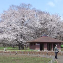 2006-03-31 10-36-39小金井公園の桜<br>桜が満開の時におじいちゃんと訪れた