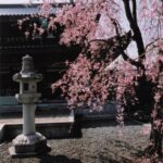 サクラ