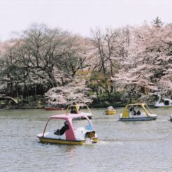 2006-04-01 井の頭公園 スワンボートと桜<br>小金井公園の九分咲きの桜と。井の頭公園の九分咲き桜