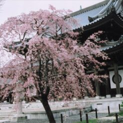 2006-04-01 花小金井 円成院 桜<br>円成院のシダレ桜 九分咲き