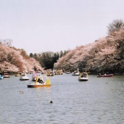 2006-04-01 井の頭公園 桜とたくさんのスワンボートのいる池<br>小金井公園の九分咲きの桜と。井の頭公園の九分咲き桜