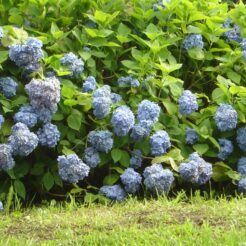 2006-06-17 16-42-14城ヶ島の紫陽花<br>城ヶ島公園の中に咲いていた紫陽花