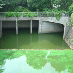 2006-07-08 14-36-44飯田橋から市谷にかけての藻に覆われた外堀<br>藻が繁殖して緑一色になった水面