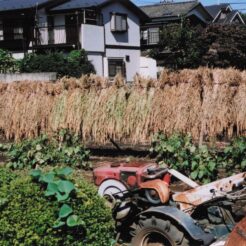 2006-09-22 花の家 秋に畑で陸稲のおだがけ<br>陸稲（りくとう・おかぼ）のおだがけ