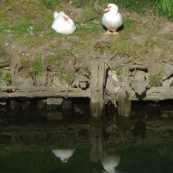 2007-02-12 14-01-34川越 川沿いのバリケン<br>川越周辺の散歩