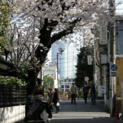 2007-03-30 13-01-03表参道付近の桜<br>神宮前の桜と六本木ヒルズ