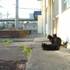 2007-03-14 17-13-57浅野駅の猫(駅員）<br>鶴見線沿線を巡る旅