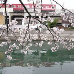 2007-03-31 15-38-34大岡川の桜と京急の電車<br>大岡川の桜を見に行った