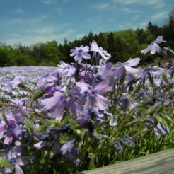 2007-04-29 11-44-46羊山公園の芝桜<br>秩父鉄道沿線を見に行った