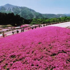 2007-05-03 秩父 羊山公園 山と芝桜<br>芝桜