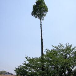 2007-05-04 11-31-17 花小金井幼稚園の木<br>幼稚園の園庭の木