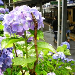 2007-06-10 12-55-38江ノ電のホームの紫陽花<br>鎌倉から江ノ電と湘南モノレールで大船に向かい、そこからホリデー快速に乗った