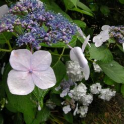 2007-06-10 13-35-05鎌倉の紫陽花<br>鎌倉から江ノ電と湘南モノレールで大船に向かい、そこからホリデー快速に乗った