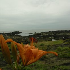 2007-07-21 15-11-17オニユリと城ヶ島の海<br>城ヶ島を歩く