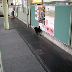 2007-09-22 05-36-26雑色駅のホームと地下通路を通る猫<br>地平時代のホームを横切る猫