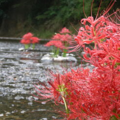 2007-09-29 15-37-34 巾着田の川に飾られていた彼岸花<br>西武線の特急で巾着田の彼岸花（曼珠沙華）を見に行った