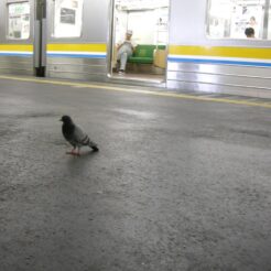 2007-09-16 19-03-10鶴見線鶴見駅の鳩<br>鶴見線沿線を辿ったあとに元町で夜景をとる