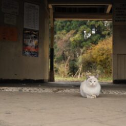 2007-12-22 13-38-55高滝駅の猫<br>市原市民の森のイルミネーションと小湊鉄道の旅