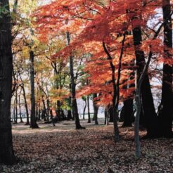 2007-12-01 小金井公園 紅葉<br>紅葉