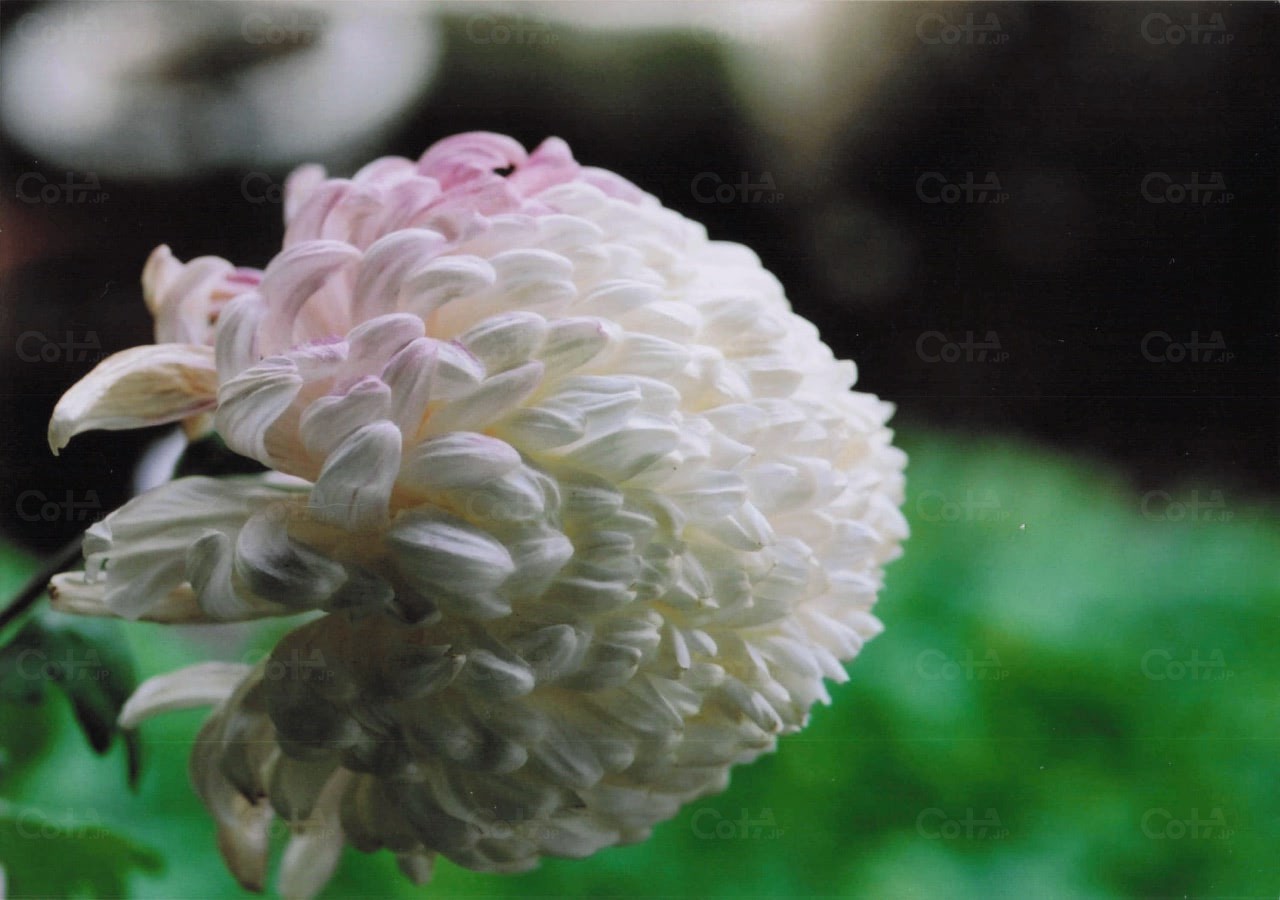 Cropped cota t lightgray2.png