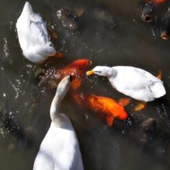 2008-03-15 13-47-16甲府城の池の鯉とハクチョウ<br>甲府や勝沼、塩山を巡ったが花粉がひどくて落ち着かなかった