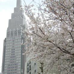 2008-03-28 13-15-03代々木のドコモタワーと桜<br>会社の近くの桜と共に