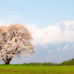 2008-04-27 12-24-27 小岩井の一本桜<br>花巻と小岩井の一本桜の旅