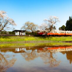 2008-04-06-13-47-30 飯給駅の桜と見送る人<br>小湊鉄道と桜の風景を撮りに